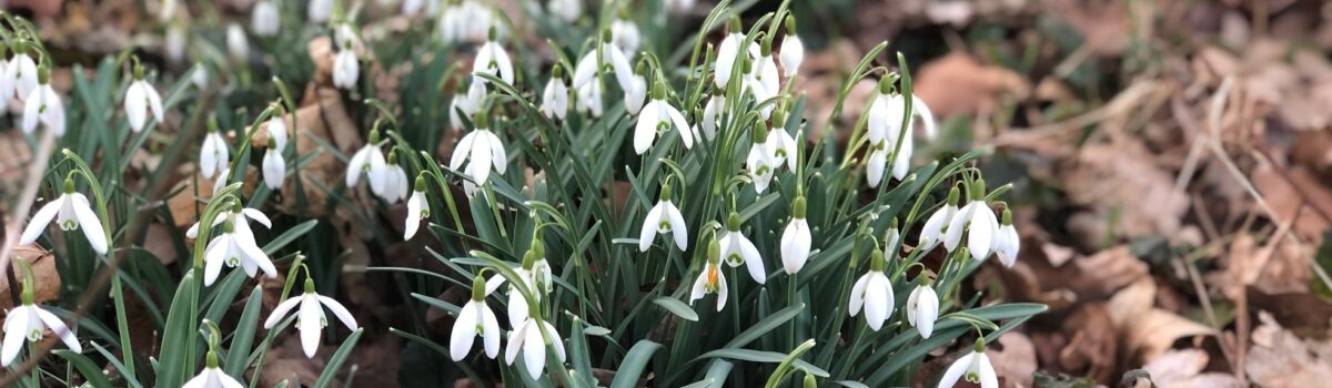 Sayagyi U Ba Khin Stichting